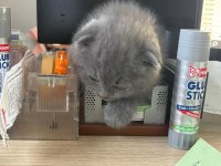 Scottish fold yavrumuza yeni yuva arıyoruz