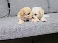 Maltipoo miniklerim