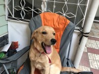 Labrador köpeği erkek