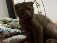 3 aylık erkek scottish fold