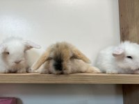 Hollanda lop tavşanı bebekler