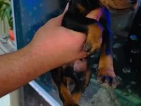 IRK VE SAĞLIK GARANTİLİ DOBERMAN YAVRULAR