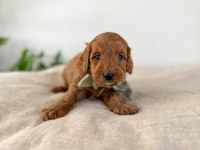 Safkan Oyuncak Bebeğim Toy Poodle 