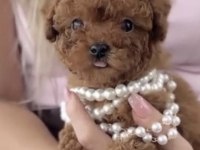 Toy Poodle İçin Ulaşın