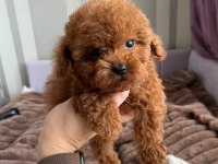 Toy poodle yavrularımız