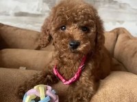 IRK VE SAĞLIK GARANTİLİ POODLE KÖPEKLERİ