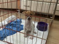 Jack Russell 2,5 Aylık