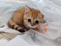 Yavru British Shorthair Kedimiz