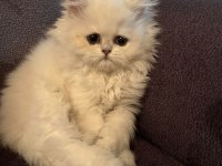 Scottish Straight Highland (Longhair) Cinsi Erkek