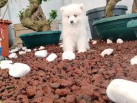 AYİ YAVRUSU SAMOYED A KALİTE IRK