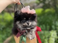 Sevimli black tan pomeranian