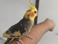 Acil sultan papağanımız
