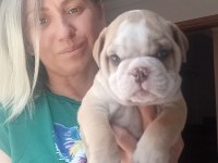 Sevimli Yaramazlar İngiliz Bulldog Bebeklerimiz