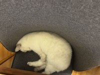 Blue point british shorthair 3 yaşında