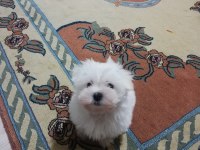 Sıfır boy maltese terrier