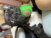 french bulldog