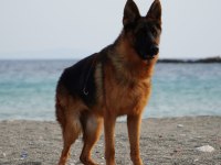 2 YAŞINDA EĞİTİMLİ A ŞECERELİ DİŞİ ALMAN KURDU