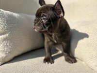 KİMLER ÇİKOLATA SEVİYOR NADİR RENK OLAN CHOCO FRENCH