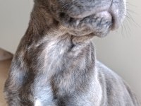Safkan cane corso blue brindle erkek