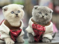 Safkan scottish fold yavrularım