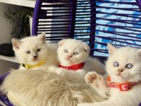 British Shorthair Bluepoint Dişi Erkek Yavrular