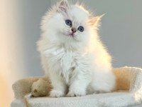British longhair pamuk sekerler