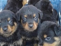 Rottweiler yavru kediler