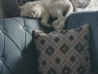 BRİTİSH SHORTHAİR KEDİM (KAYIP)