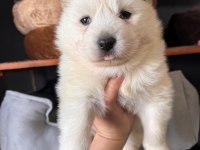 Mükemmel kalitede samoyed bebekler için acele edin