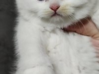 Şecereli babanın scottish fold bebeği