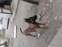 Sahibinden sahiplendirilecek köpekler
