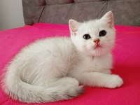 2 aylık erkek british shorthair yavrular