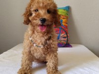 Safkan Poodle Yavrularımız Yeni Yuvalarını Bekliyor…