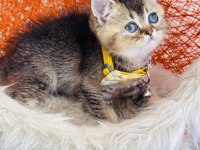 British shorthair black golden yavru