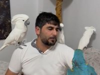 Kakadu isteyen varsa buyursun kapımız açıktır