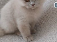 British longhair fawn