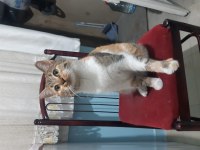 ŞAPŞAL SURAT KEDİMİZ