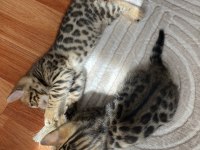 Seçkin Kan Hatlarından Bengal Yavruları
