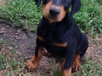 A Kalite Doberman Yavrular