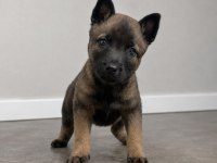 Profesyonel Üretimden Belçika Malinois Yavruları