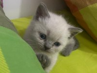 Blue Point British Shorthair