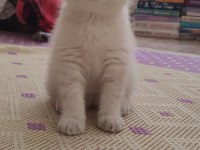 Dişi british shorthair blue point ve silver tabby