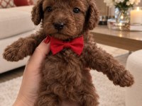 POODLE KÜÇÜK KURABİYELER