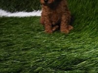Toy poodle