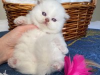British Longhair Dişi Kedim