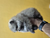 2 AYLIK ERKEK POMERANİAN BOO