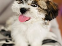Shih tzu yavrular
