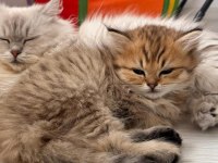 Black Gold British Longhair Yavrular