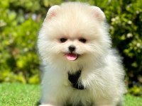 Safkan Pomeranian Boo Yavrularımız