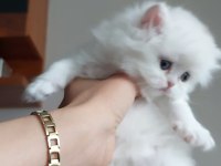 British Longhair Silver Erkek Yavrumuz